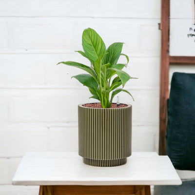 Why is a Semi-Hyrdo planting set up best for businesses?