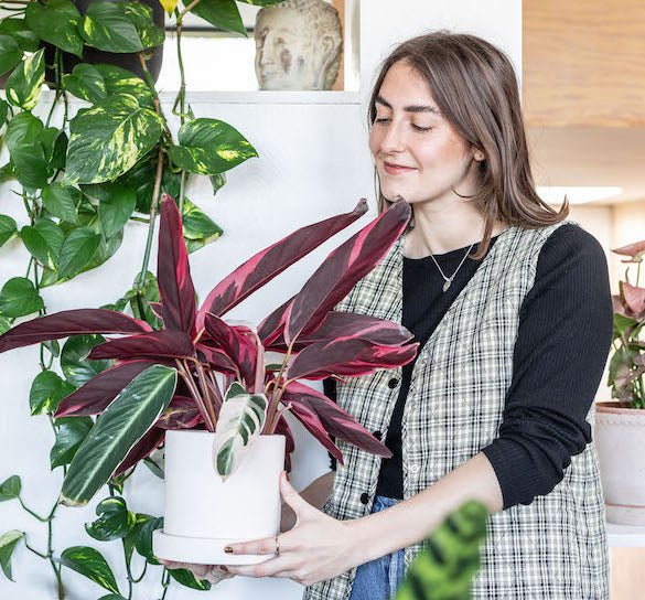Why Nature & Houseplants Benefits Your Mental Health - Leaf Envy