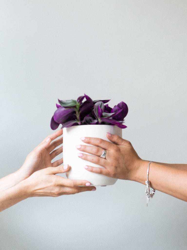 Why plants make the best wedding gift - Leaf Envy