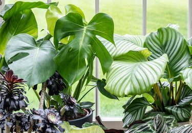 New In | Leaf Envy