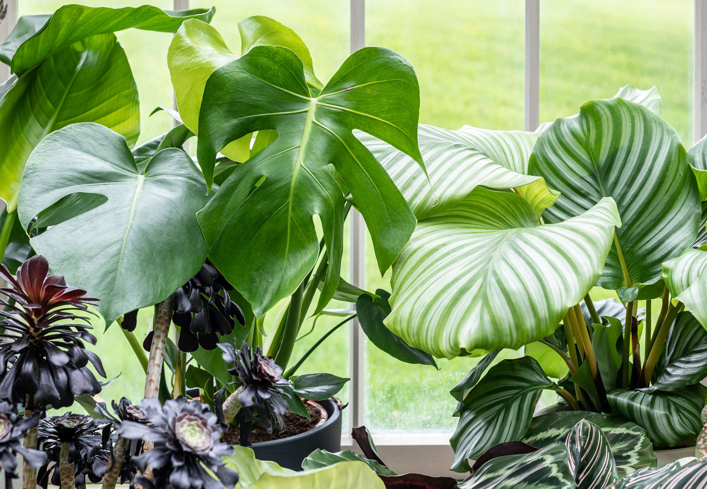 Summer Sale - 50% Off Pots, Tools & Accessories