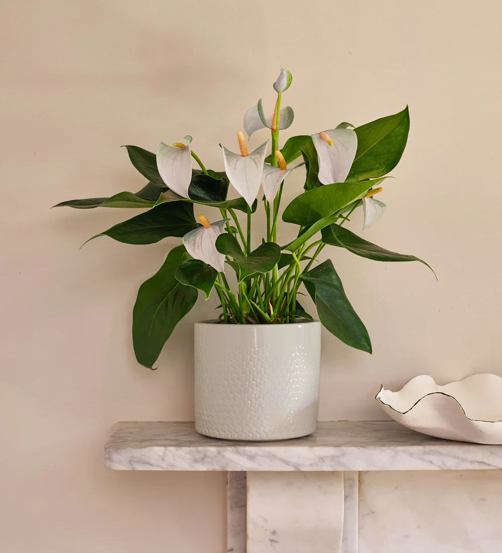 Sale - Under £50
