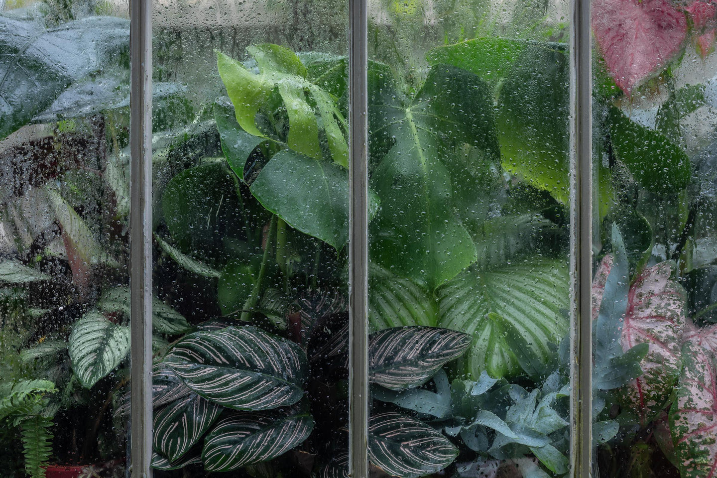 Buy Indoor Plants Online - Leaf Envy