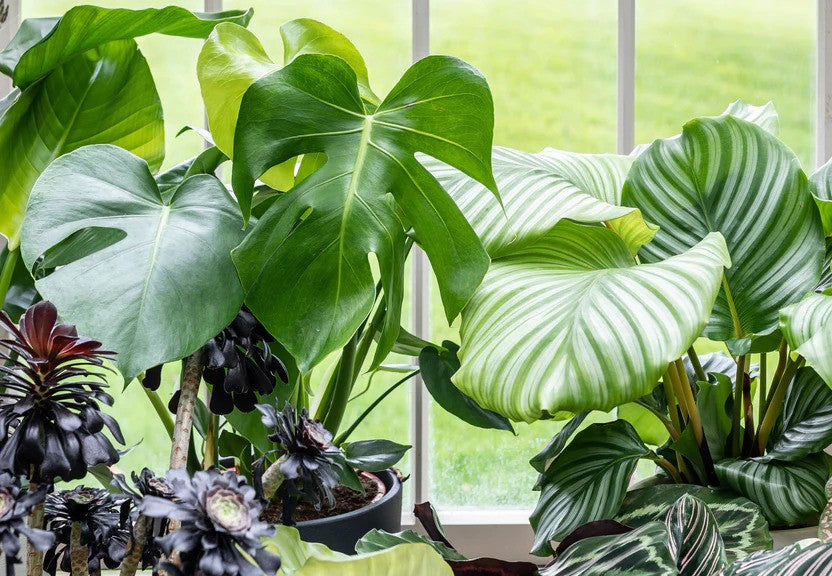 Bestselling Plants | Leaf Envy