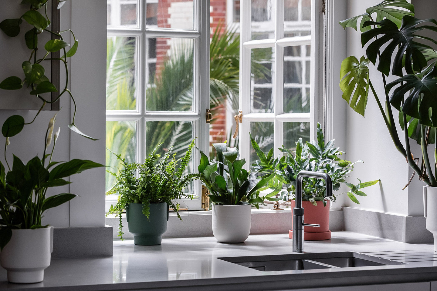 Bundles | Buy Indoor Plants Online | Leaf Envy