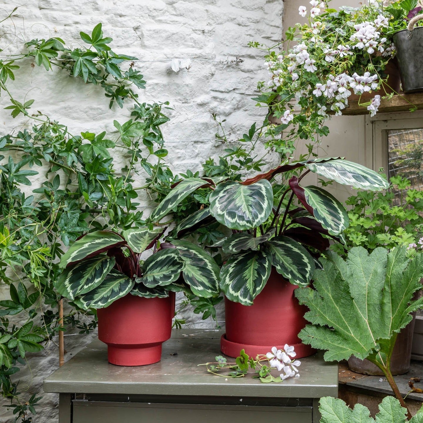 House Plants