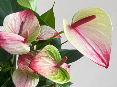Flowering House Plants - Leaf Envy