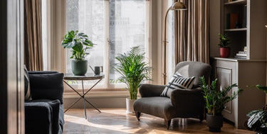 Hard To Kill Plants | Buy Indoor Plants Online | Leaf Envy