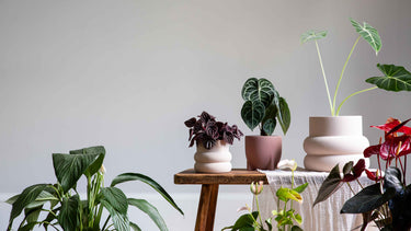 Up to 30% Off Pots | Leaf Envy