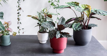 Low Light Indoor Plants | Buy Indoor Plants Online | Leaf Envy