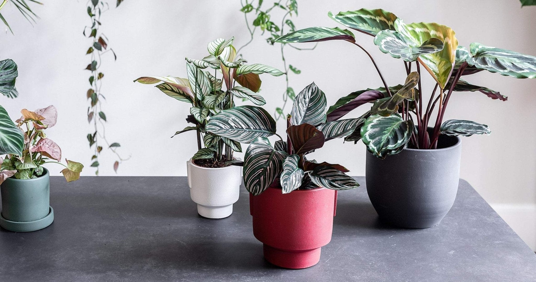Indoor Plants for Low Light Conditions | Low Light Indoor Plants | Leaf ...