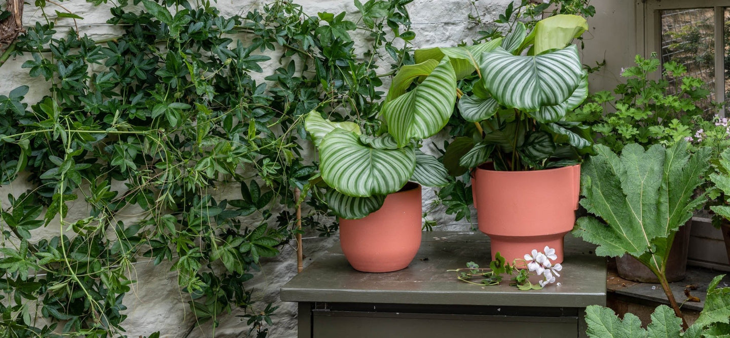 Medium Plants - Leaf Envy