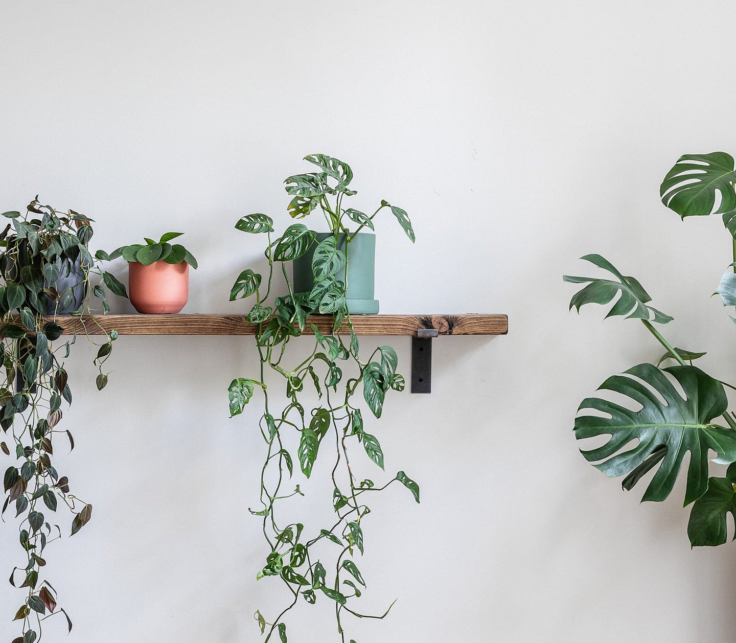 Medium Pots for Trailing Plants - Leaf Envy