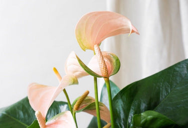 Mother's Day Bestsellers | Gift Plants | Leaf Envy