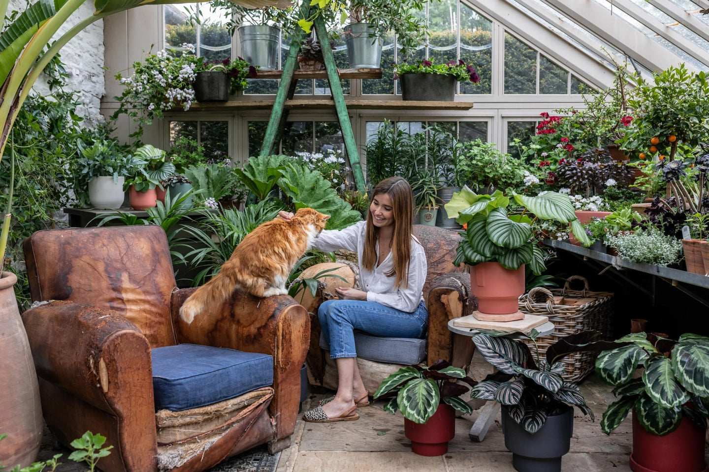 Pet Friendly Plants - Leaf Envy