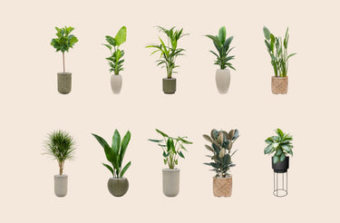 Plant Displays for Businesses | Corporate Plant Displays | Plants for Businesses
