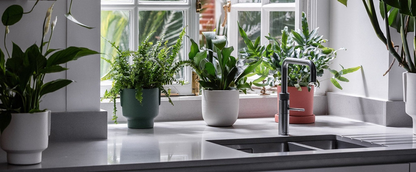 Small Indoor Plants - Leaf Envy