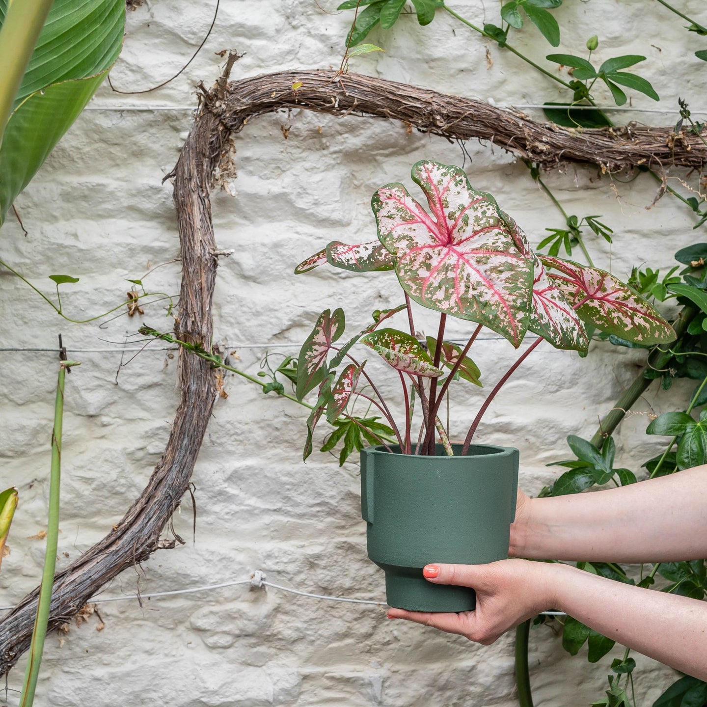 Spring Indoor Plants - Leaf Envy