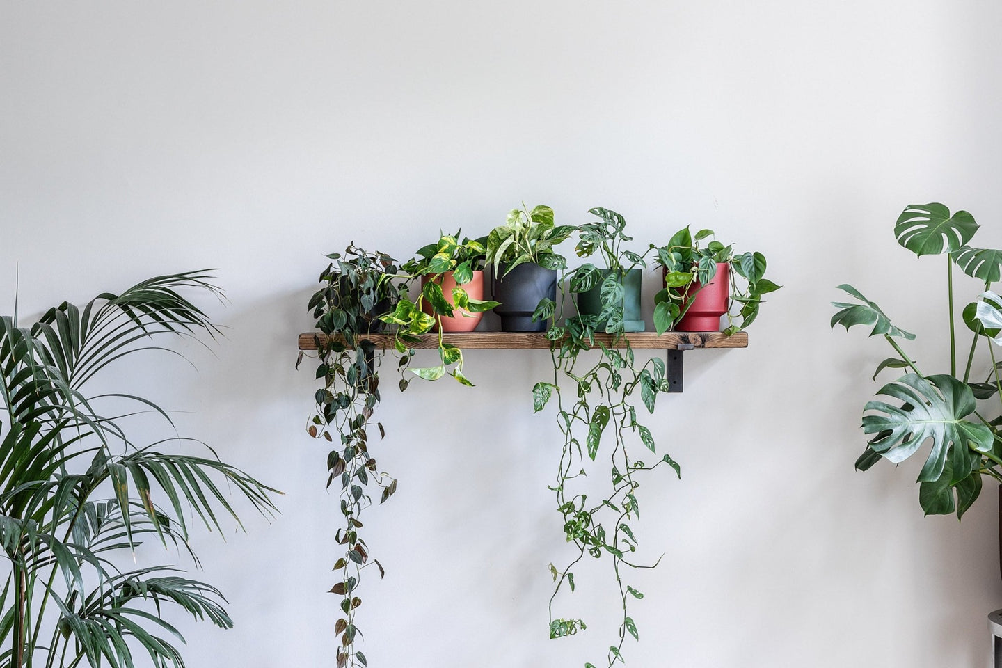 Trailing Plants - Leaf Envy