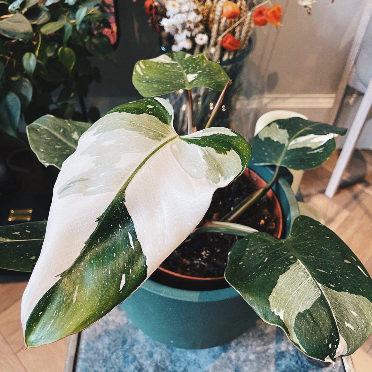 White House Plants - Leaf Envy