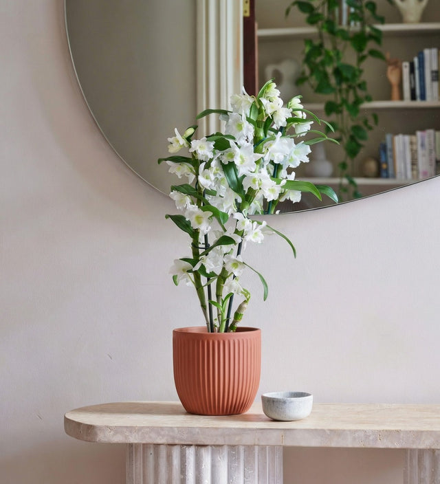 Bamboo Orchid & Pot