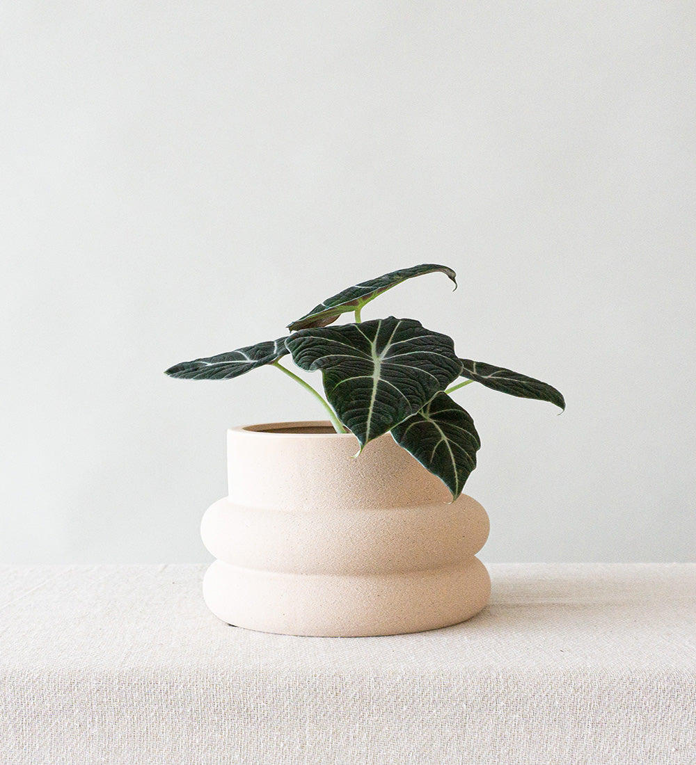 Alocasia Black Velvet & Elizabeth Shell