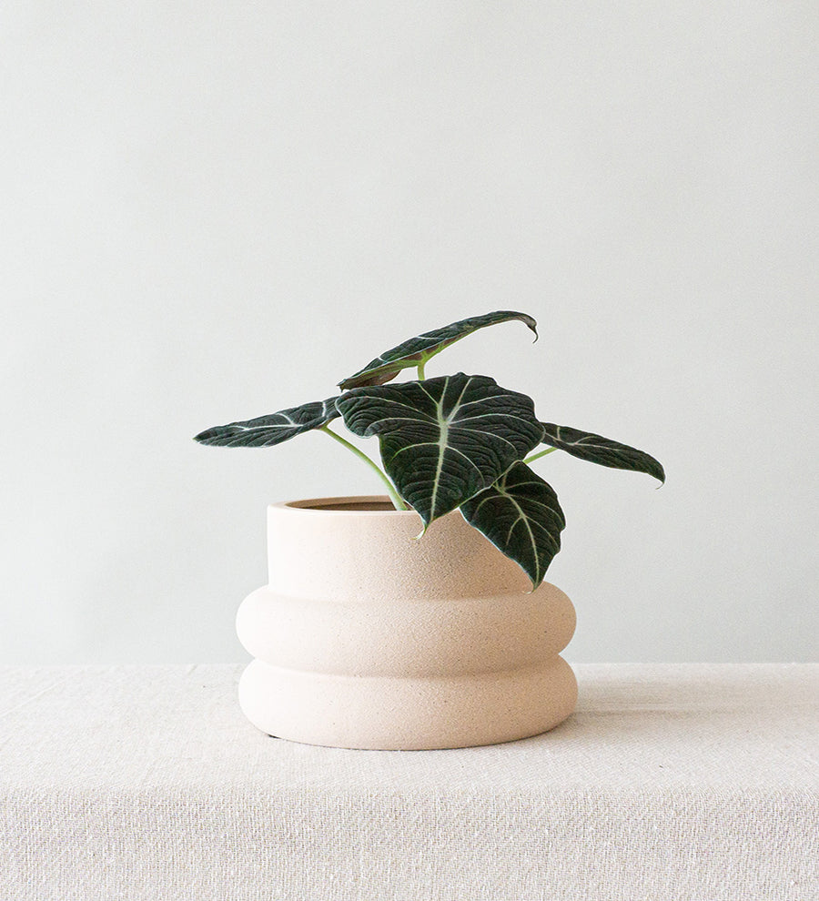 Alocasia Black Velvet & Elizabeth Shell