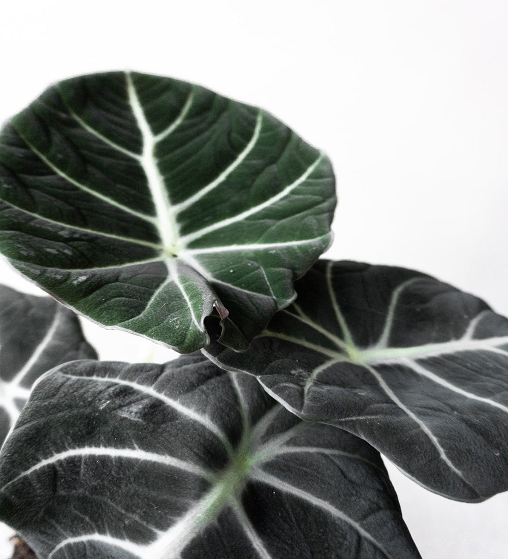 Alocasia Black Velvet & Elizabeth Shell