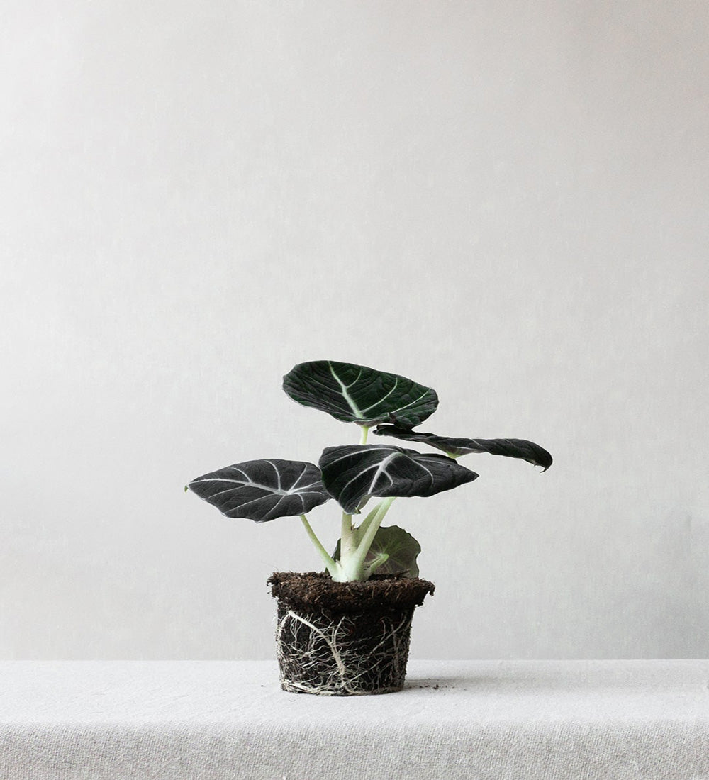 Alocasia Black Velvet