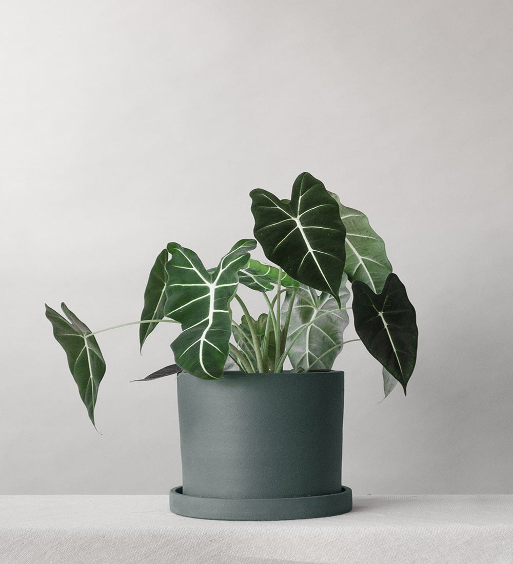 Alocasia Frydek