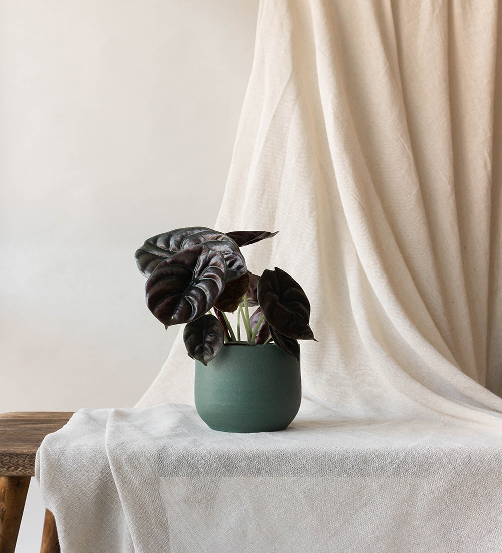 Alocasia Red Secret
