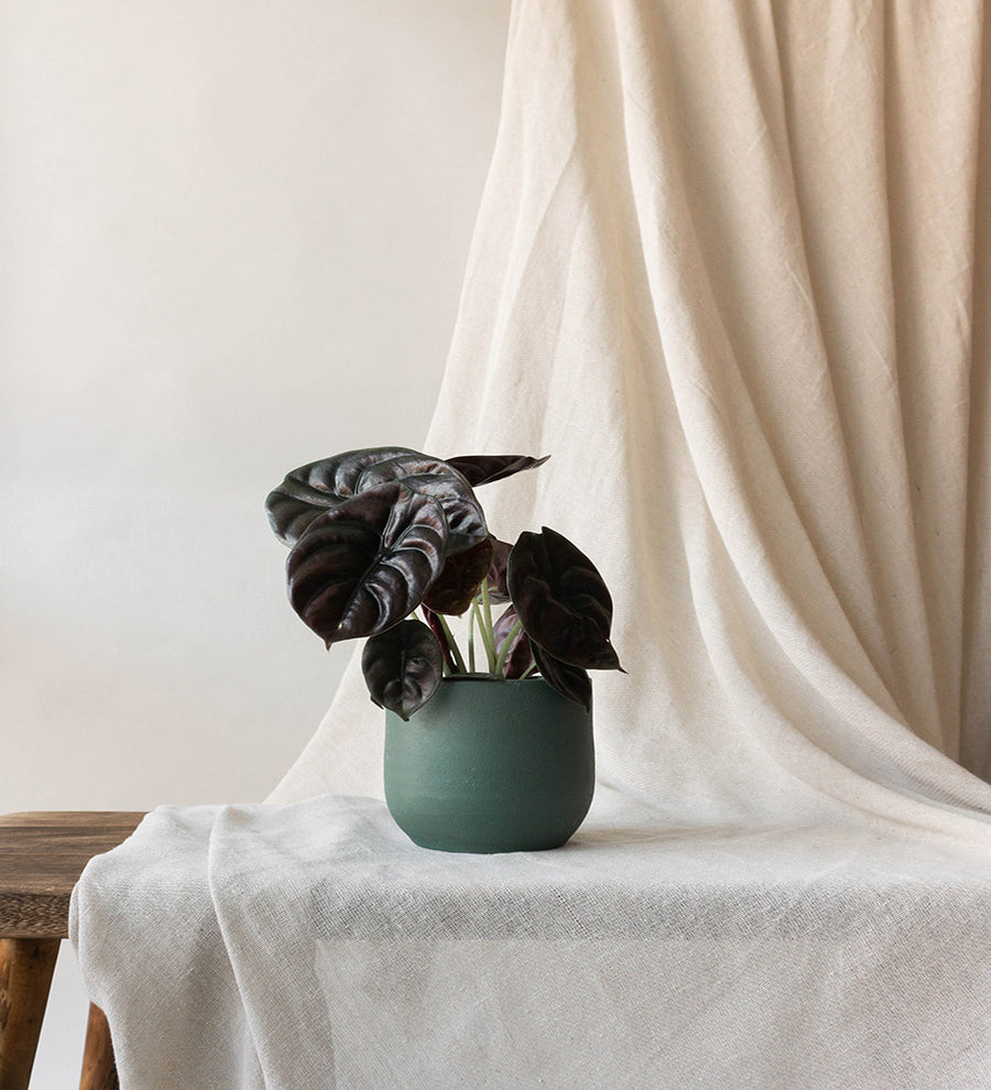Alocasia Red Secret