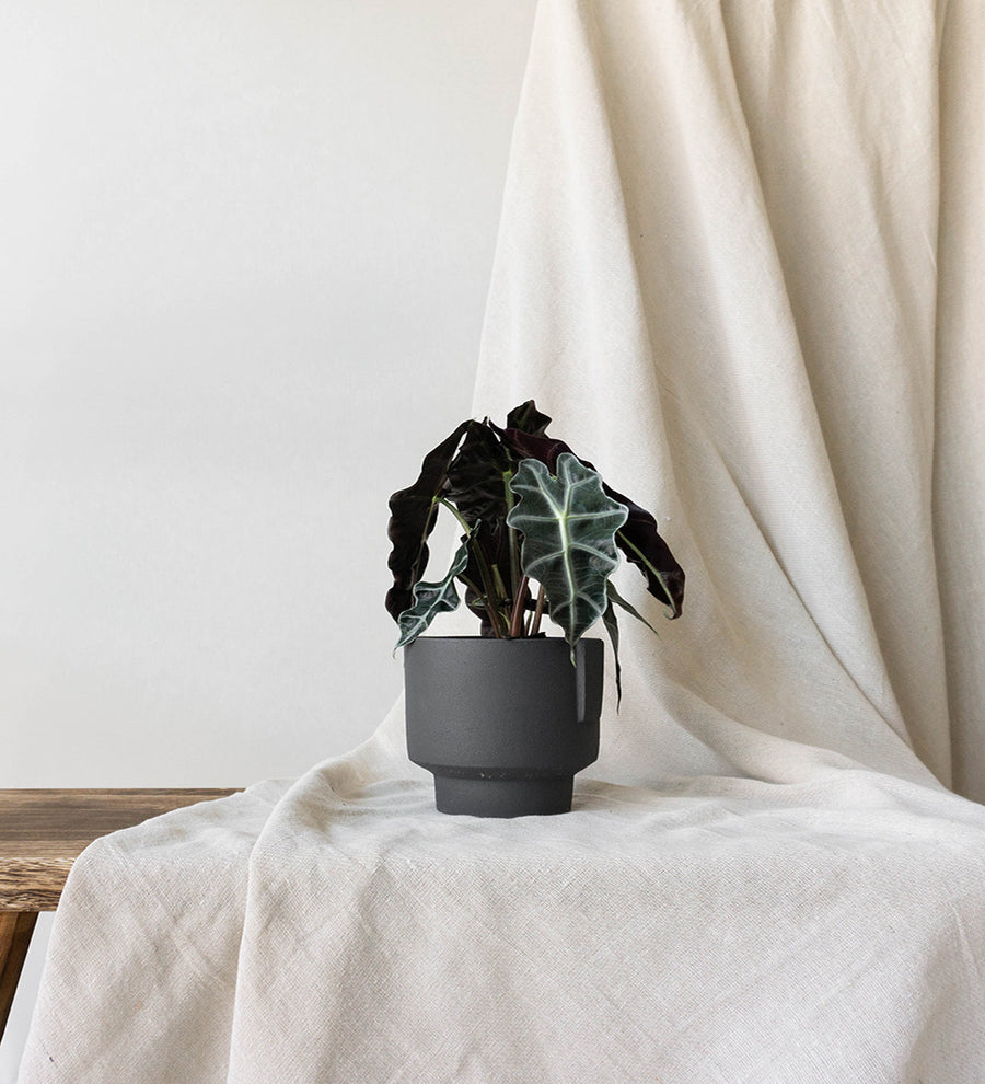 Alocasia Polly