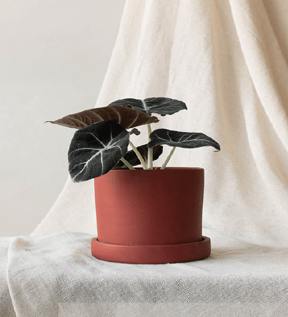 Alocasia Black Velvet