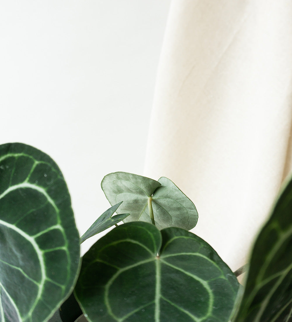 Anthurium Clarinervium