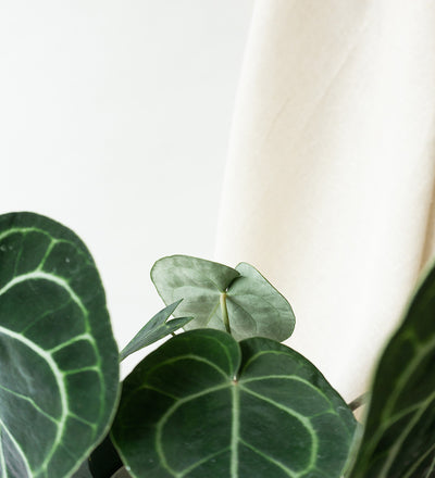 Anthurium Clarinervium