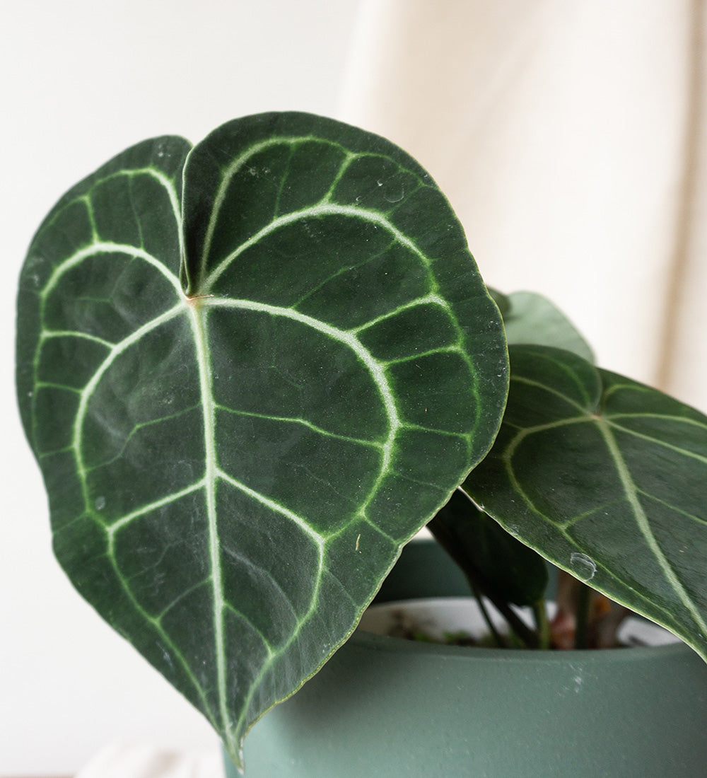 Anthurium Clarinervium