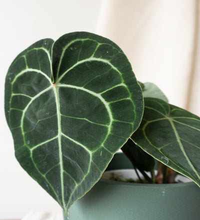 Anthurium Clarinervium