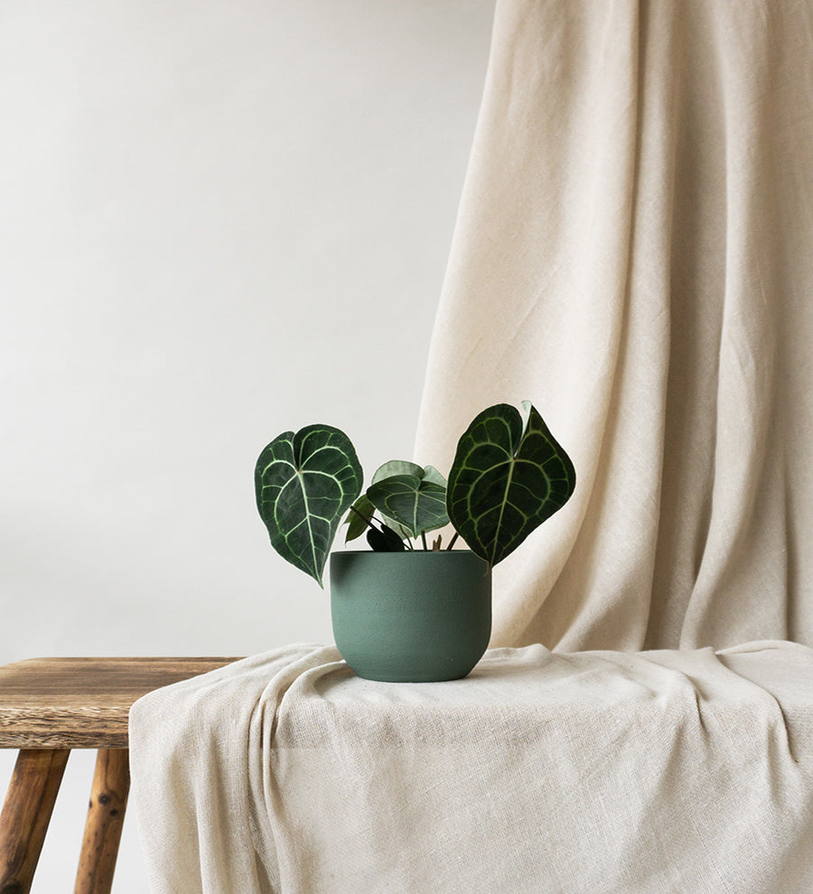 Anthurium Clarinervium