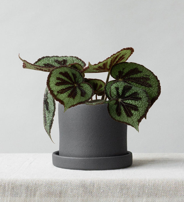 Begonia Masoniana Rock & Dalston Charcoal