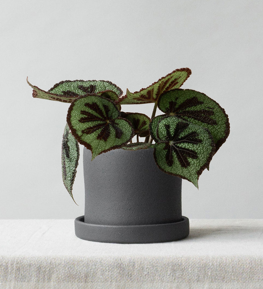 Begonia Masoniana Rock
