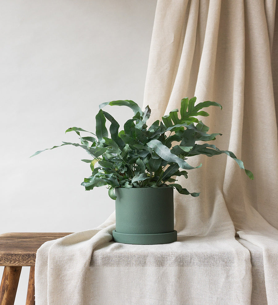 Blue Star Fern & Dalston Sea Spray