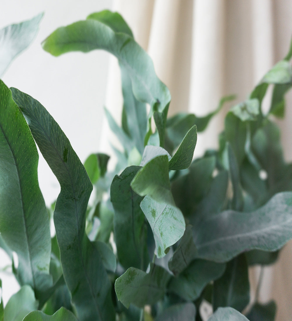 Blue Star Fern & Dalston Sea Spray