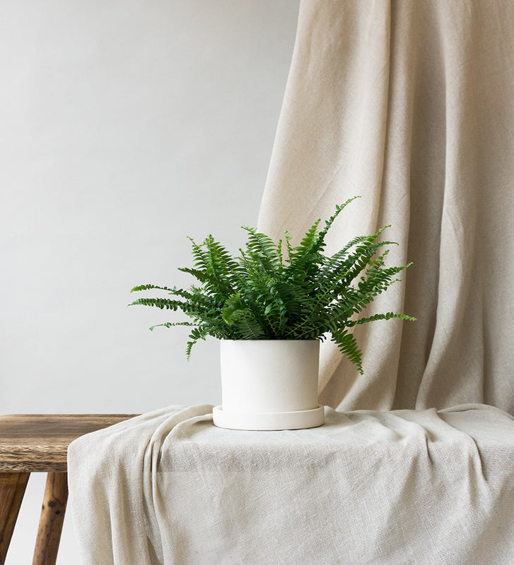 Boston Fern & Dalston Chalk