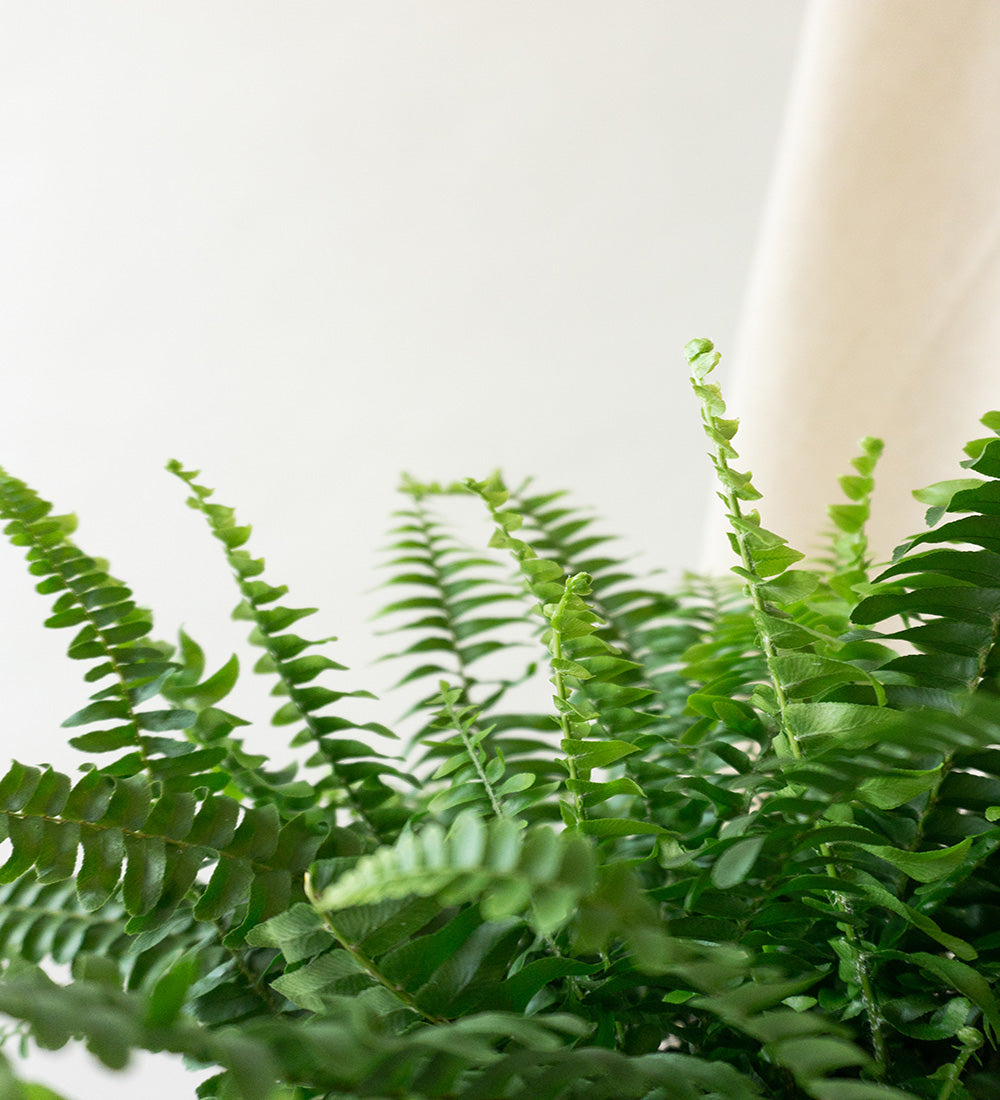Boston Fern & Dalston Chalk