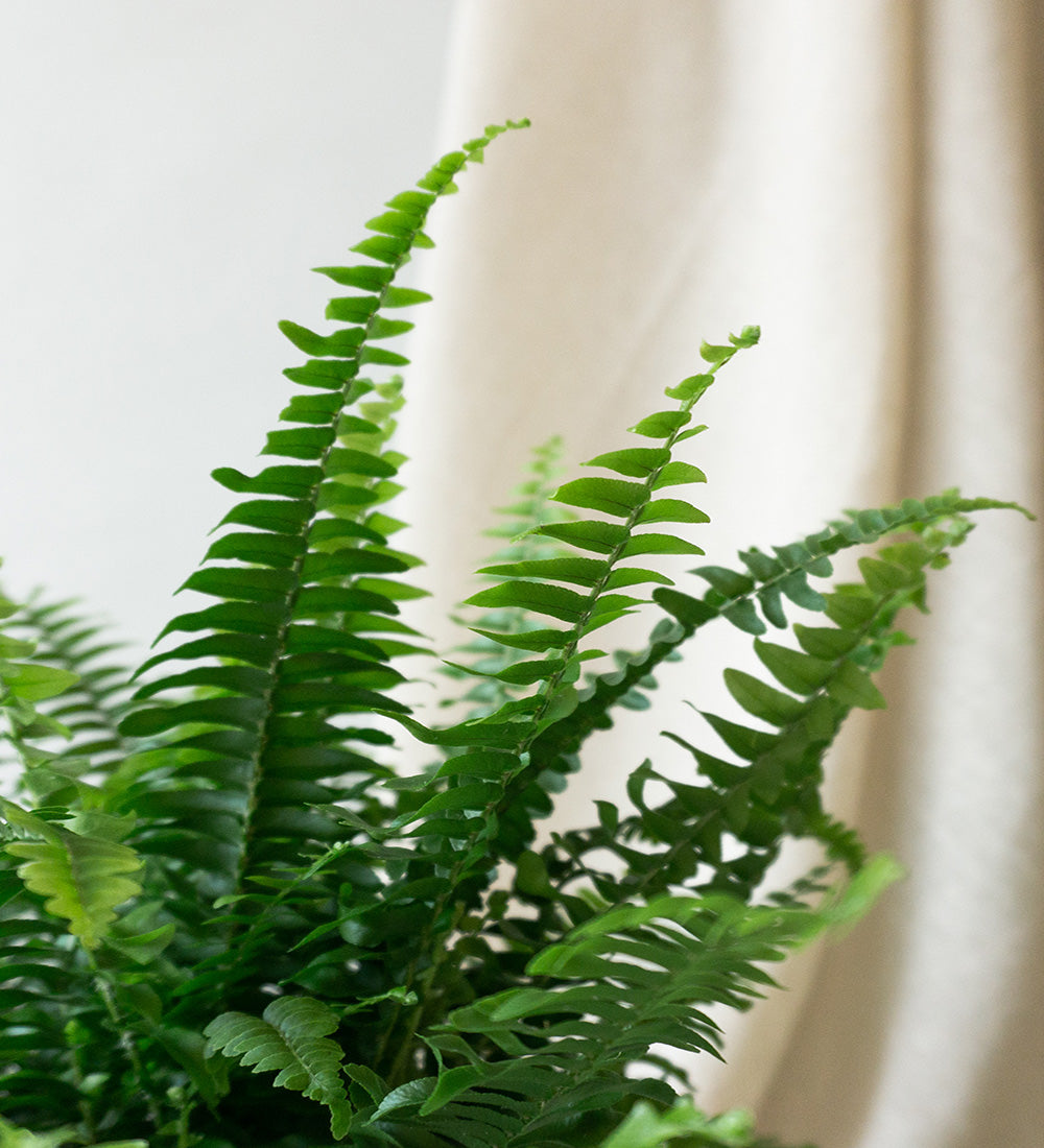 Boston Fern & Dalston Chalk