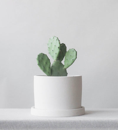 Dalston Chalk 14cm