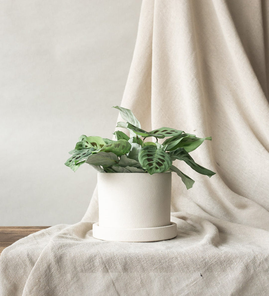 Prayer Plant & Dalston Chalk