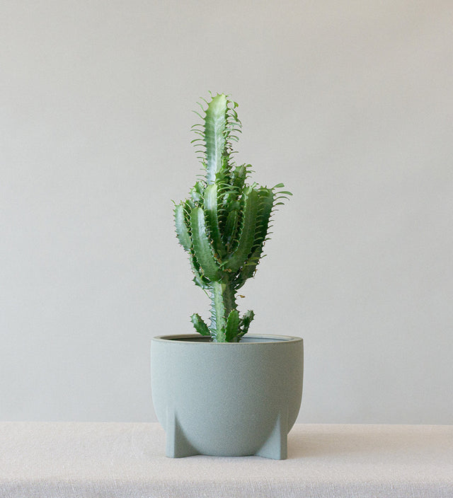 Euphorbia Trigona & Windsor Sage
