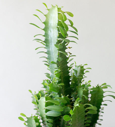 Euphorbia Trigona & Windsor Sage